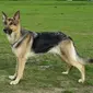 German Shepherd, salah satu jenis anjing yang masuk dalam daftar K-9. (Creative Commons)