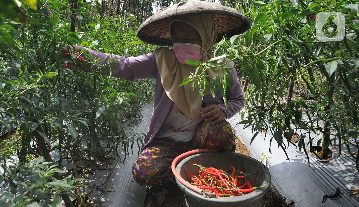 Petani memanen cabai keriting di kawasan Pesawah, Cicurug, Sukabumi, Rabu (22/04/2020). Sejak penerapan Pembatasan Sosial Berskala Besar (PSBB), sejumlah petani mengeluhkan harga cabai keriting di tingkat petani yang turun dari Rp 20 ribu per kg menjadi Rp 12 ribu per kg. (merdeka.com/Arie Basuki)