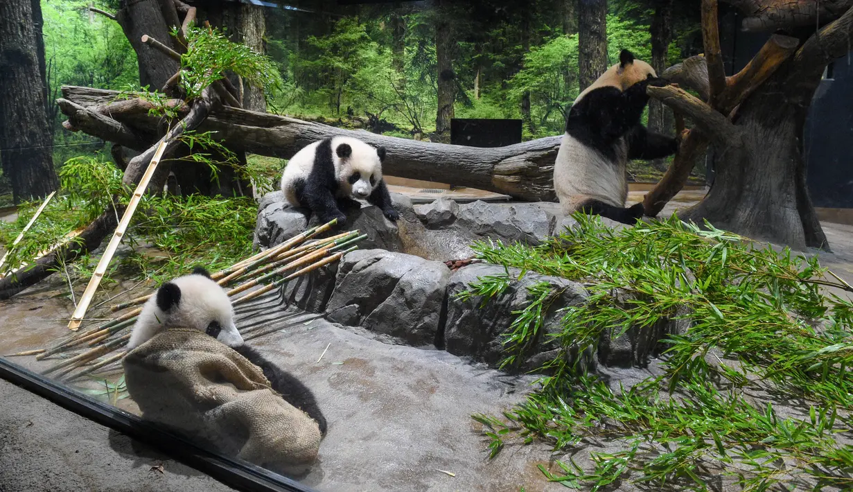 Panda kembar kelahiran Jepang Xiao Xiao dan Lei Lei terlihat bersama ibu mereka Shin Shin di Kebun Binatang Ueno Tokyo, Rabu (12/1/2022). Panda kembar raksasa yang lahir di Taman Zoologi Ueno Tokyo tahun lalu muncul di depan umum untuk pertama kalinya. (Tokyo Zoological Park Society via AP)