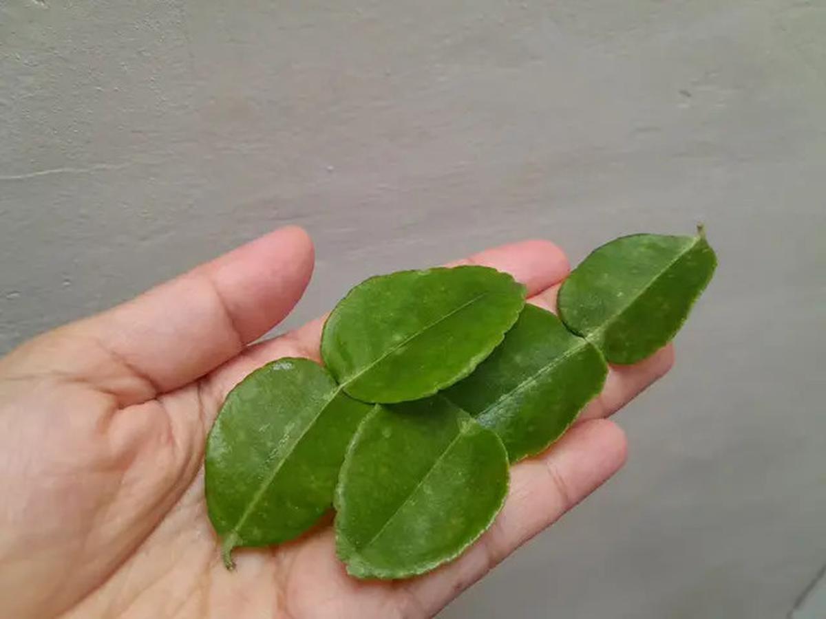 Cara Menyimpan Daun Jeruk agar Tetap Segar hingga 3 Bulan