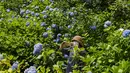 Seorang pengunjung yang mengenakan masker mengambil gambar saat bunga hydrangea bermekaran sepenuhnya di kuil Buddha Meigetsu-in di Kamakura, Tokyo, Jumat (11/6/2021).  (AP Photo/Kiichiro Sato)