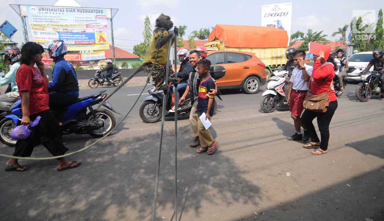 Atraksi topeng monyet menghibur pemudik di jalur Pantura Brebes, Jawa Tengah, Kamis (22/6). Kehadiran atraksi topeng monyet ini menjadi salah satu hiburan para pemudik yang hendak mudik ke kampung halamannya. (Liputan6.com/Gempur M Surya)