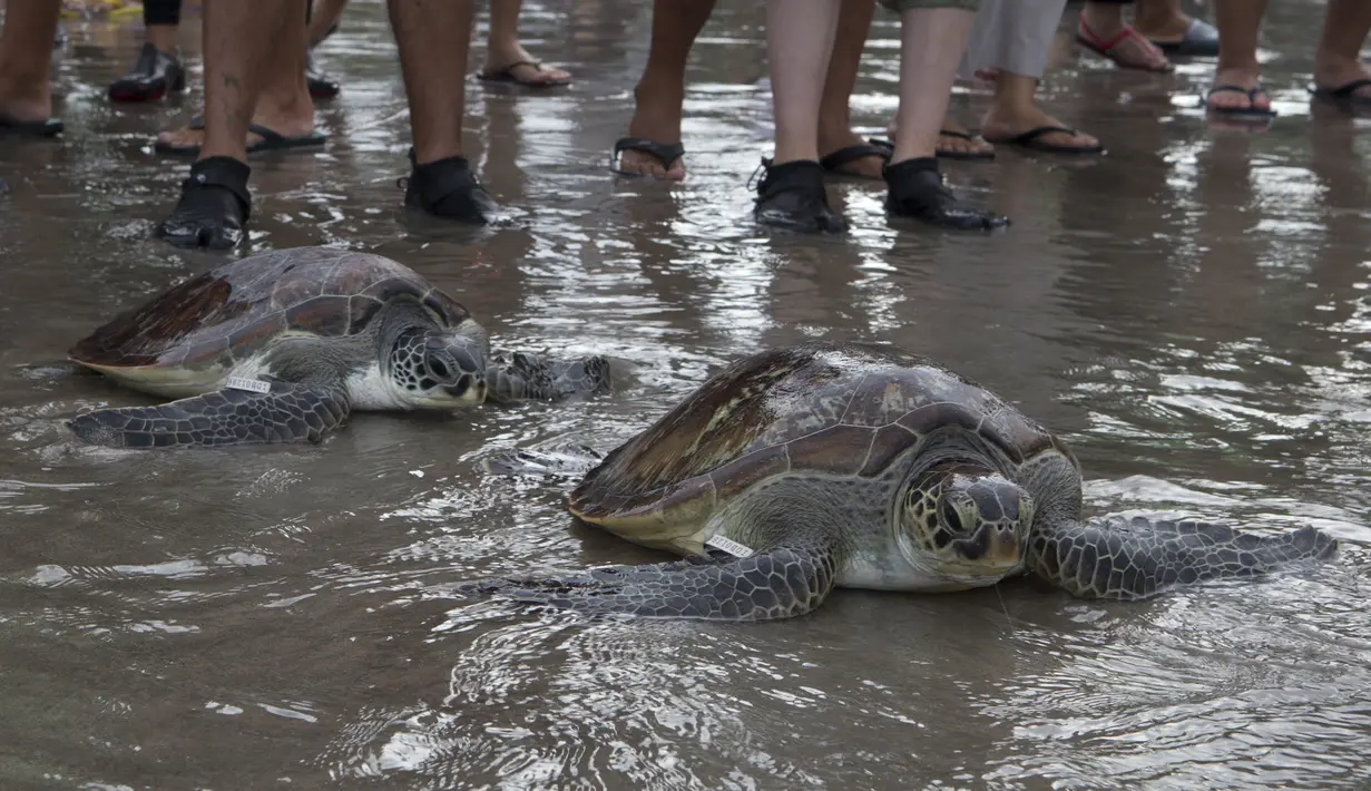 Penyu Hijau (Chelonia mydas) bergerak menuju laut setelah dilepaskan di pantai Kuta, Bali, Sabtu (8/1/2022). Dengan bantuan relawan, TNI AL melepaskan 32 penyu hijau yang mereka sita dalam upaya penyelundupan di perairan pulau wisata Desember 2021 lalu. (AP Photo/Firdia Lisnawati)
