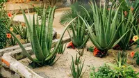 9 Jenis Tanaman yang Cocok untuk Halaman dengan Tanah Kurang Subur, Minim Perawatan