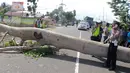 Polisi mengatur lalu lintas saat sebuah pohon berumur puluhan tahun tumbang di Jalan Trans Sulawesi, Limboto, Gorontalo, Senin, (21/1). Pohon tumbang menimpa sebuah mobil dan kabel listrik bertegangan tinggi. (Liputan6.com/Arfandi Ibrahim)