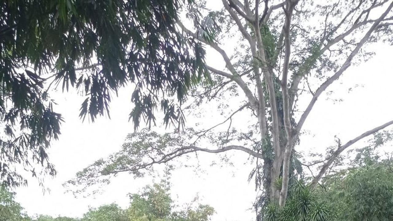 Misteri Satu Makam Dengan 2 Nama di Kuburan Belanda Kebun Raya Bogor
