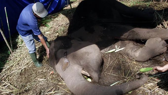 Kisah Yani, Gajah yang Menangis Sebelum Menemui Ajal  