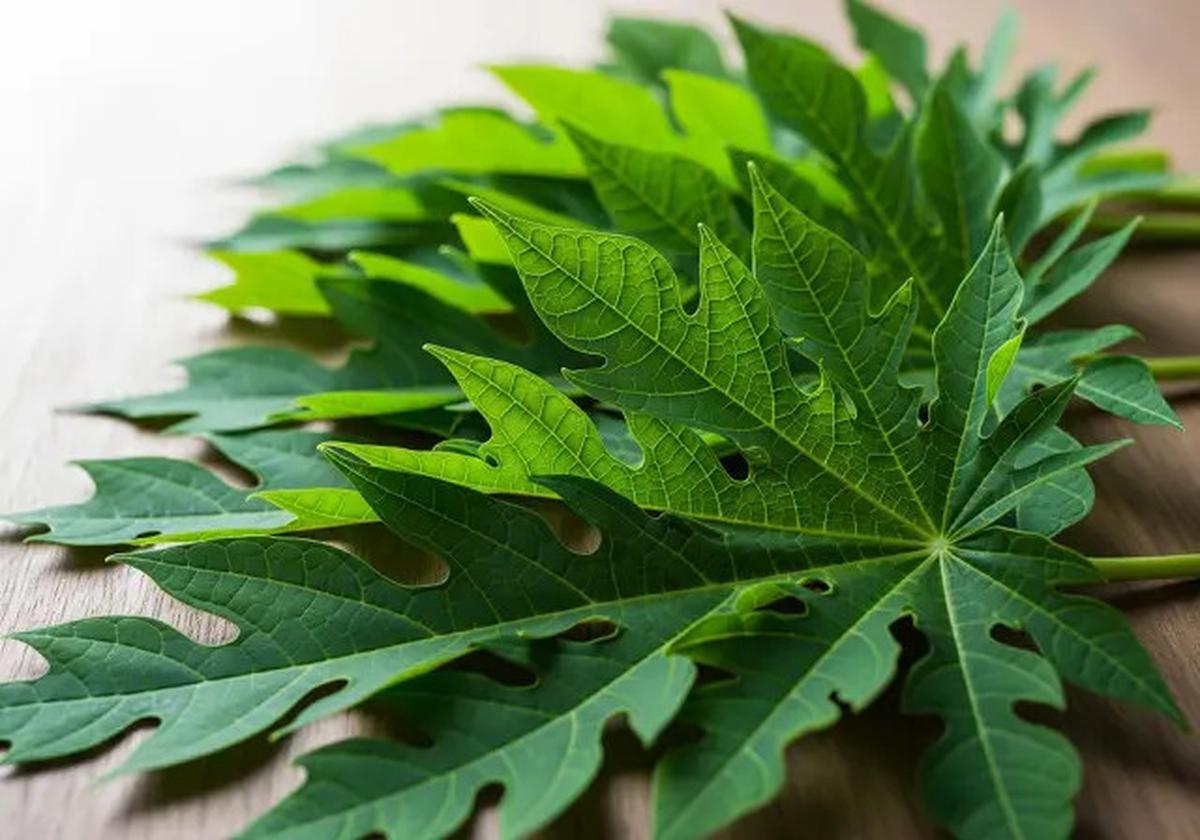 Cara Membuat Dendeng Daun Pepaya Pedas Gurih, Olahan Unik Anti Pahit