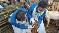 Petugas kesehatan hewan dari Dinas Pertanian dan Pangan Banyuwangi lakukan pemeriksaan hewan kurban di sejumlah titik di Banyuwangi (Hermawan Arifianto/Liputan6.com)