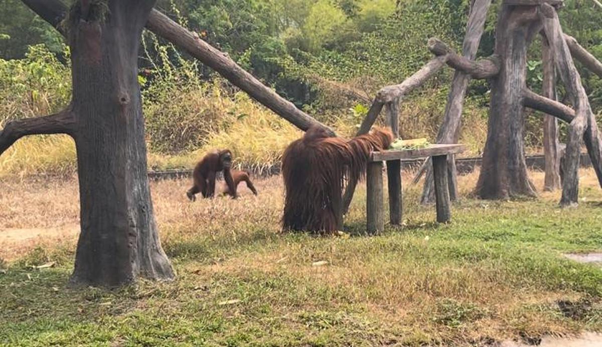 Cerita Didi, orang utan kembali bersama keluarganya di kandang Solo Safari