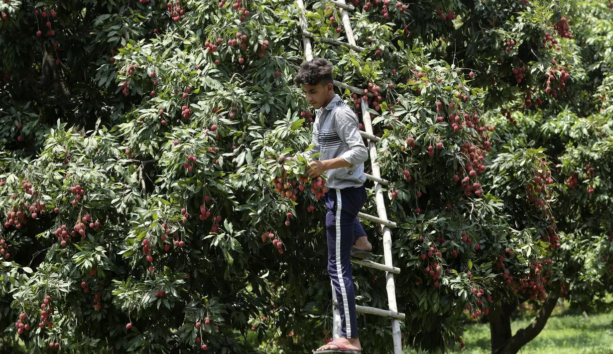Seorang anak laki-laki memetik lengkeng dari pohon di sebuah kebun di pinggiran Jammu, India, Sabtu, 19 Juni 2021. Lengkeng dikenal sebagai buah yang menyejukkan di cuaca panas dan sangat diminati di musim panas. (AP Photo/ Channi Anand)
