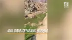 Sepasang Marmot yang tengah berkelahi menjadi perhatian pengunjunf Tman Nasional Jasper, Alberta, Kanada