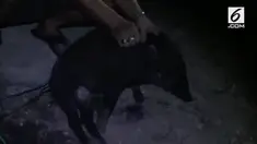 Warga Margahayu Kelurahan Babakan Jawa Majalengka, Jawa Barat, digegerkan oleh penemuan seeokor anak babi hutan yang tak lazim, Mereka menduga anak babi tersebut adalah babi jadi-jadian.