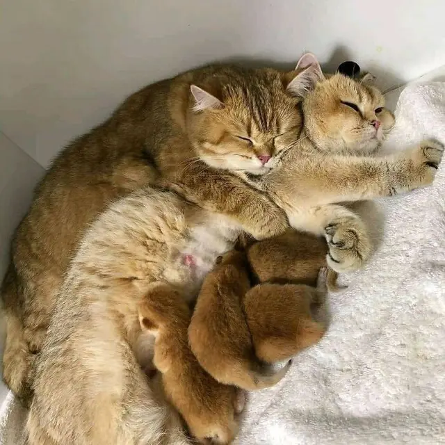 6 Potret Kucing Berpelukan Bak Manusia Ini Bikin Gemas, Saling Menyayangi