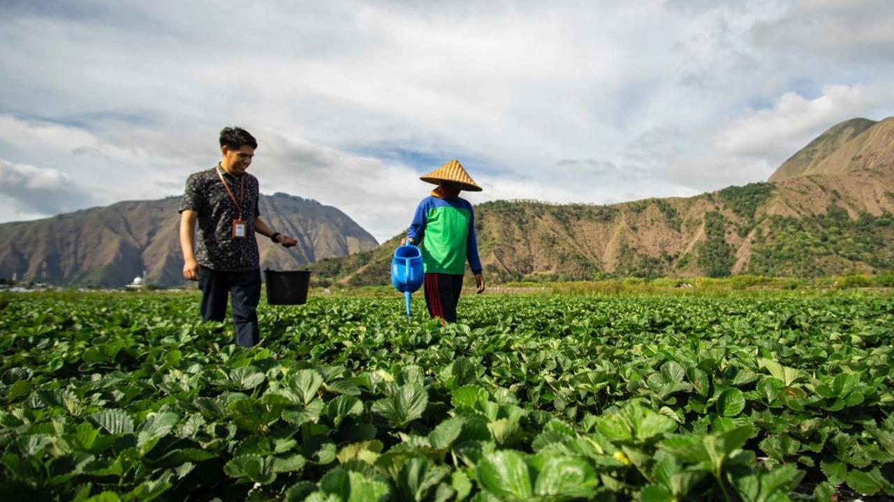 Hari Tani Nasional: BRI Tegaskan Komitmen Pemberdayaan Petani dan Sektor Pertanian