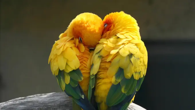 lovebird-kezo
