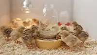 Cara Membuat Tempat Pakan Ayam Otomatis dari Botol Bekas, Ikuti 5 Langkah Mudah Ini