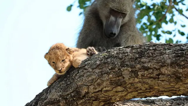Pada Sabtu, 1 Februari 2020, seekor babun jantan merawat seekor singa bergerak dari satu cabang ke cabang pohon lainnya di Taman Nasional Kruger, Afrika Selatan.