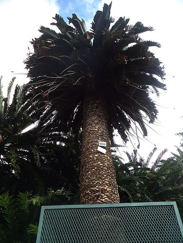 Encephalartos Woodii