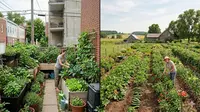 Rumah Perkotaan vs Pedesaan: Edible Garden Mana yang Lebih Cocok?