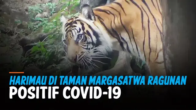 TV Harimau