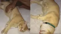 Viral Kevin Kucing Oranye Diomeli Pakai Logat Medan, Ini 6 Aksi Kocaknya