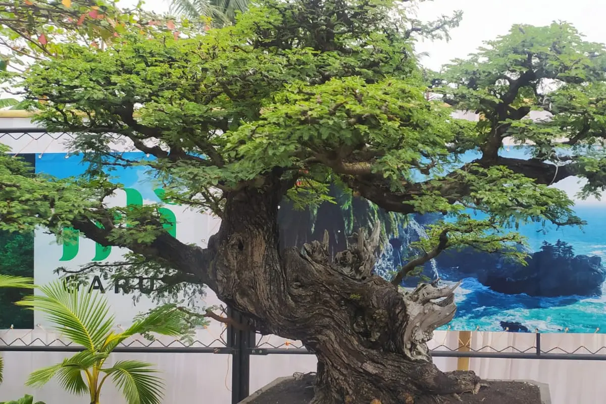 Salah satu pohon bonsai juara yang kerap dipertandingkan dalam berbagai even bonsai tingkat nasional.