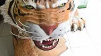 Harimau garang pengganti macan lucu itu memiliki berat 300 kilogram. (Liputan6.com/Abramena)