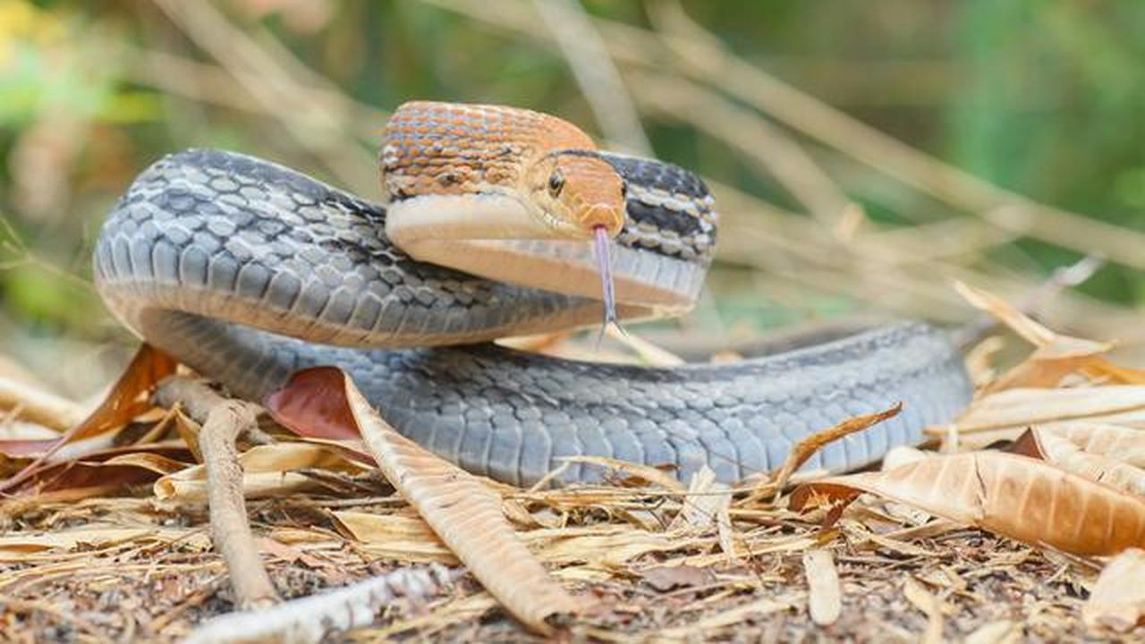 12 Jenis Ular yang Penting untuk Memangsa Tikus, Bantu Petani Melindungi Sawah