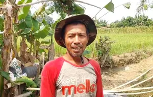 Petani Lampung Dihantui Gagal Panen di Saat Harga Gabah Tinggi