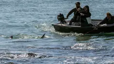 Warga berada di perahu menyaksikan fenomena munculnya kawanan hiu pasir di lepas pantai Hadera dan Tel Aviv, Israel (23/1). Puluhan hiu pasir mendadak bermunculan di pesisir Israel. (AFP Photo/Jack Guez )