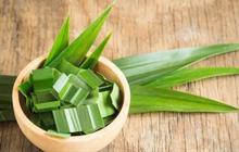 Manfaat Daun Pandan, Bikin Nafsu Makan dan Tambah Nutrisi dalam Masakan