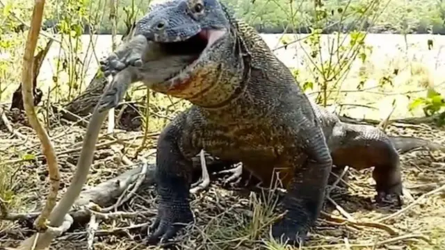 Viral, Video Komodo Memangsa Monyet dalam Keadaan Utuh