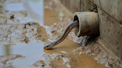 Ular Sawah Sering Masuk Rumah saat Musim Hujan (Foto: Reve Art AI)