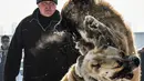 Dua Anjing Gembala Asia Tengah (Alabay) bertarung di arena pertarungan bersalju di Kota Bishkek, Kyrgyzstan (18/11). Sekitar 23 pemilik membawa anjing mereka dalam acara pertarungan untuk memperebutkan gelar juara. (AFP Photo/Vyacheslav Oseledko)