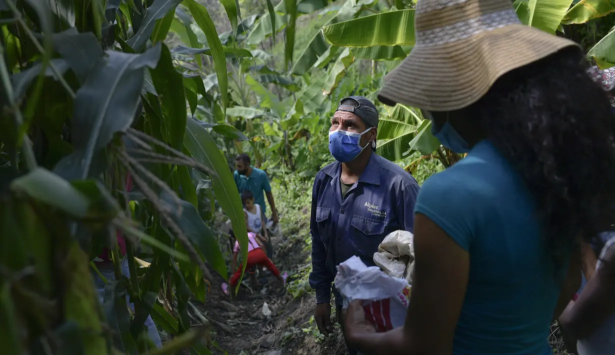 Eulices Cortez memeriksa batang jagung mana yang akan dipanen di sebidang tanah di lingkungan La Dolorita di Caracas, Venezuela (13/9/2020). (AP Photo/Matias Delacroix)
