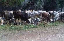 Diburu pedagang untuk Idul Adha, harga sapi meroket