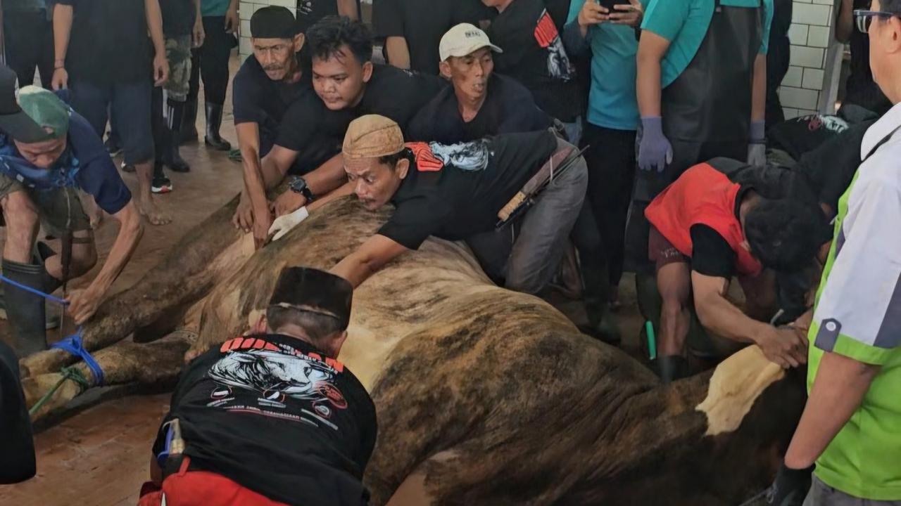 Sosok di Balik Penyembelih Sapi Jumbo Prabowo dan Gibran di Masjid Istiqlal