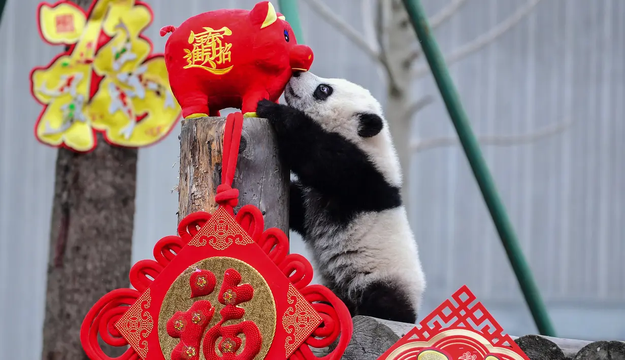 Seekor panda bermain dengan boneka babi di kandangnya menjelang  Tahun Baru Imlek di provinsi Sichuan, China, 31 Januari 2019. Sebelas anak panda yang lahir tahun 2018 diperlihatkan kepada publik untuk menyambut Imlek pada 5 Februari. (STR/AFP)