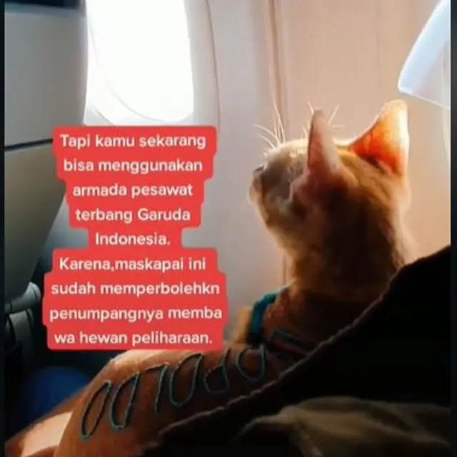 Hewan Peliharaan Bisa Naik Pesawat Rute Domestik, Apa Saja Persyaratannya?