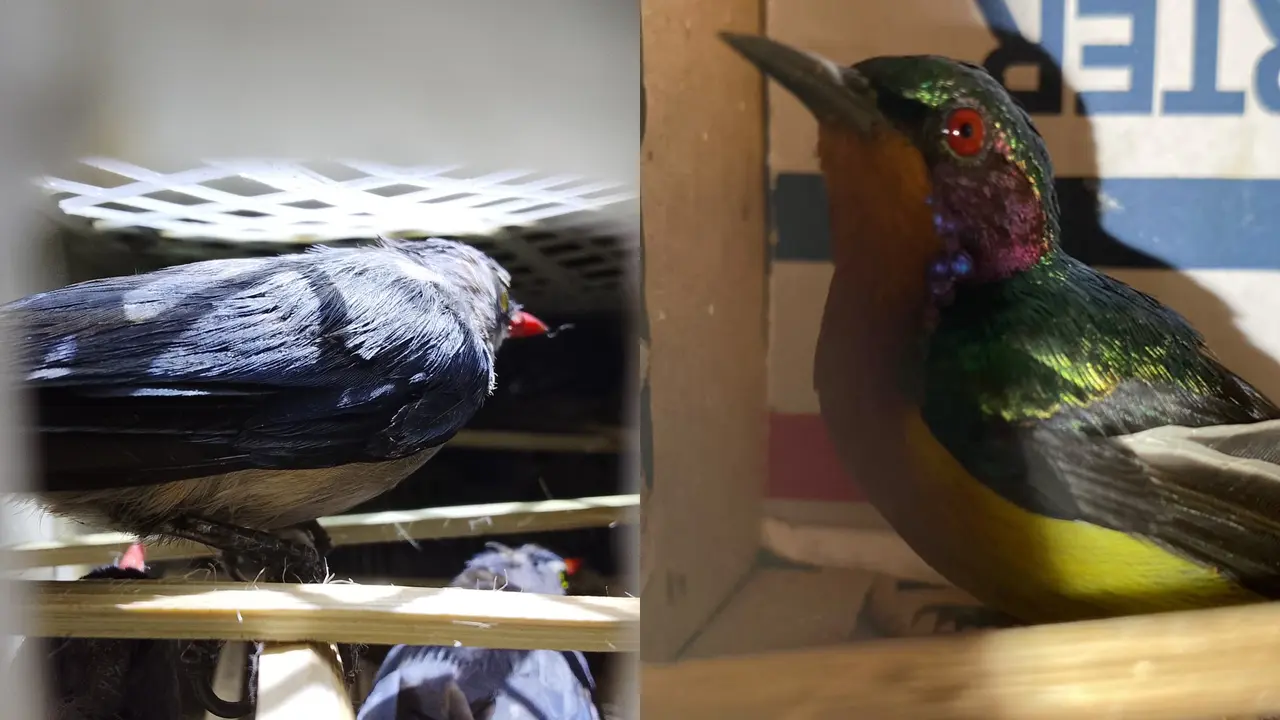 Terungkap Modus Penyelundupan 1.689 Burung di Pelabuhan Bakauheni