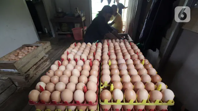 FOTO: Harga Telur Ayam Masih Rendah