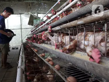 Perternak memeriksa telur ayam di perternakan kawasan Telaga Kahuripan, Bogor, Jawa Barat, Rabu (3/11/2021). Untuk saat ini, harga telur ayam di tingkat peternak rakyat masih saja rendah. (merdeka.com/Arie Basuki)