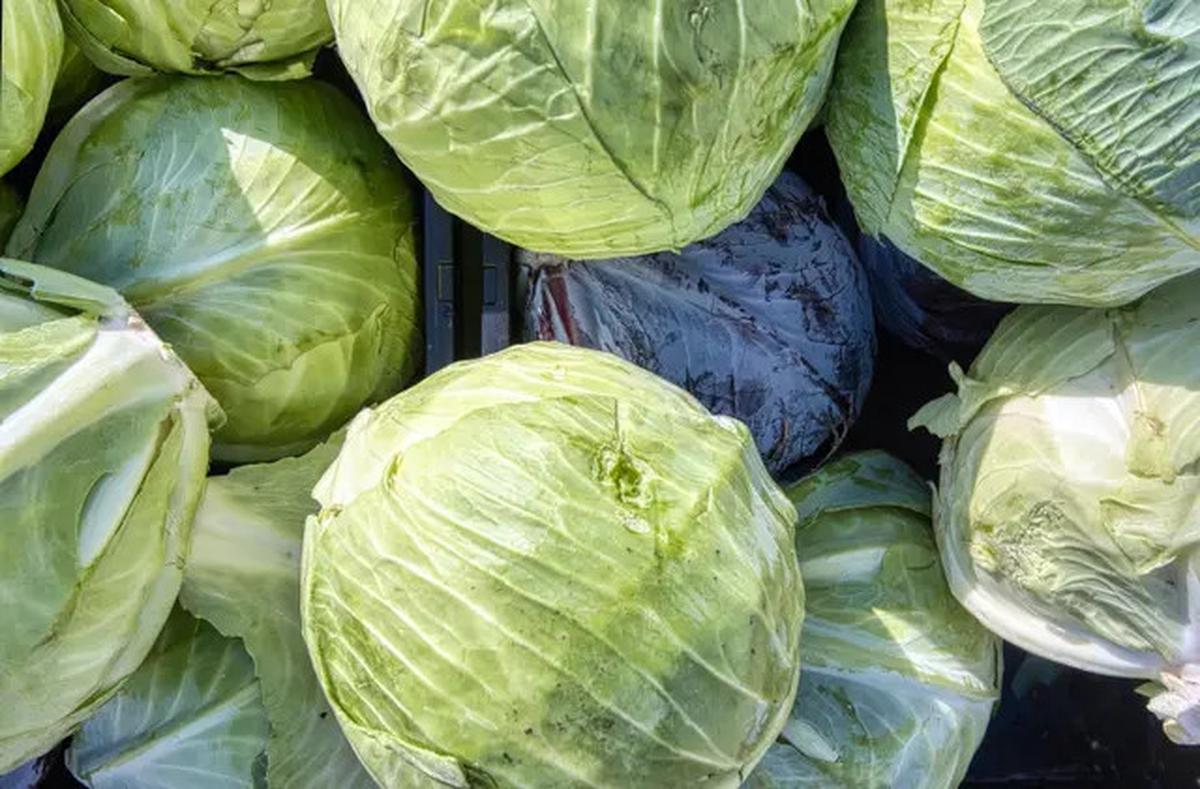 Trik Menggulung Kubis untuk Siomay, Rapi seperti Pedagang Keliling