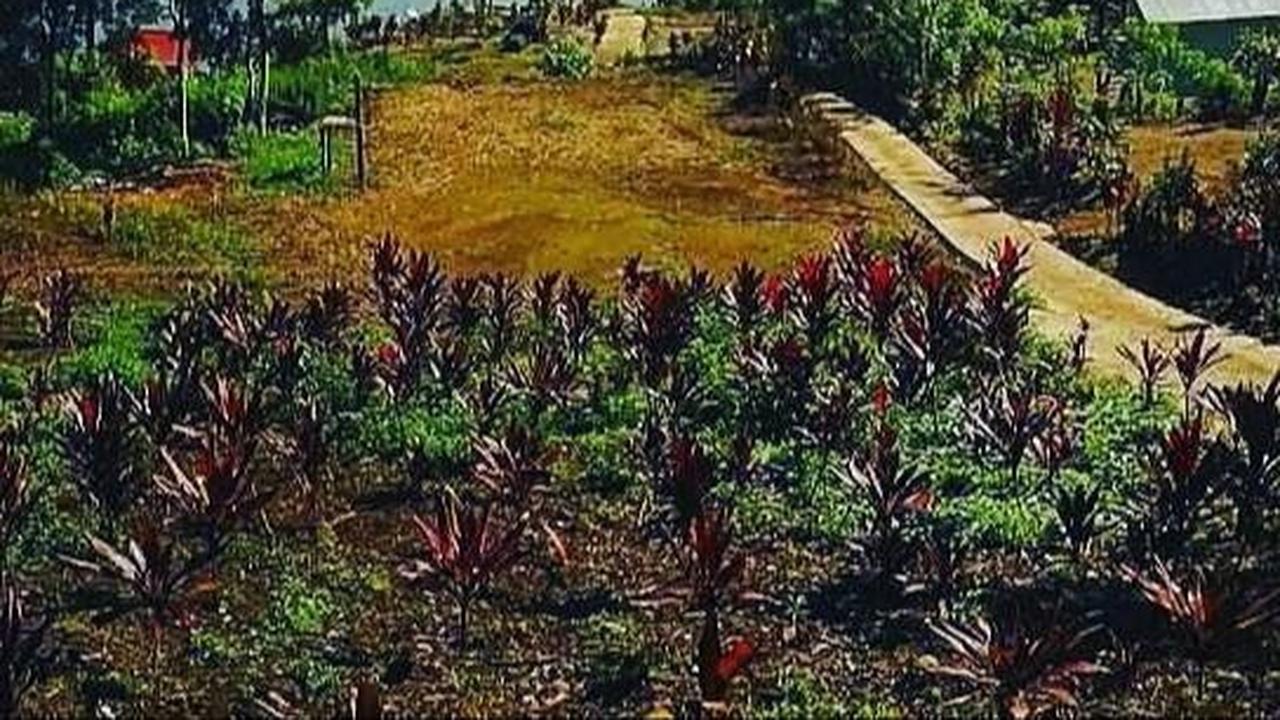Berada di 14 Kabupaten dan 2 Kota, Ini Pesona Taman Nasional Kerinci Seblat