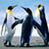 Pinguin Seaside