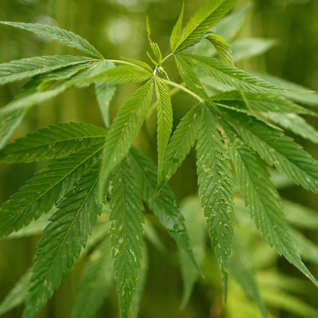 Begini Efek Ganja Pada Otak Hingga Pencernaan Health Liputan6 Com