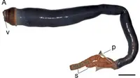 Cacing langka raksasa yang ditemukan di Filipina (PNAS.ORG)