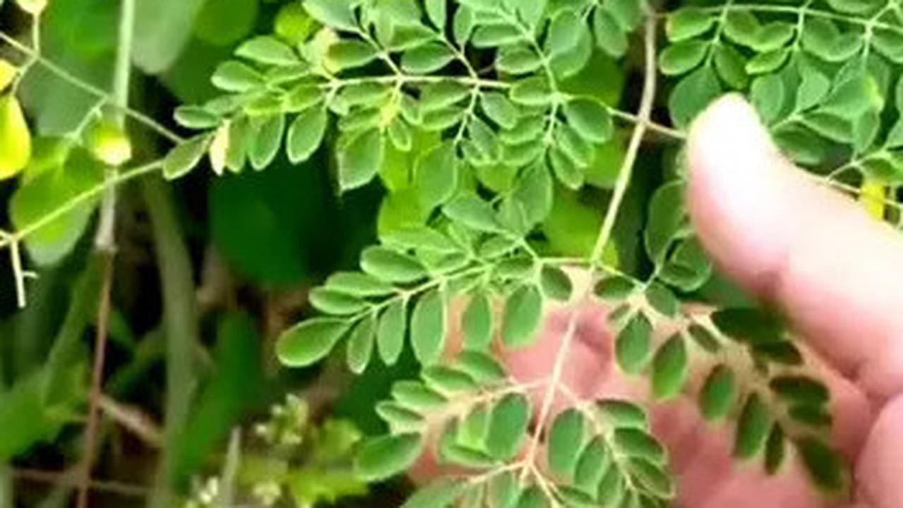 Wow! Daun Kelor Kaya Nutrisi, Begini Cara Maksimalkan Manfaatnya untuk Ibu dan Bayi