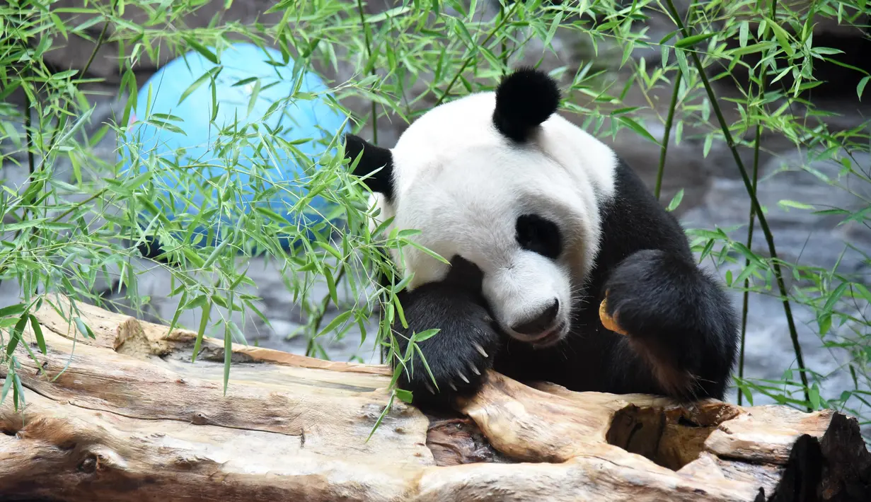 Panda raksasa Erxi memakan makanan di sebuah ruangan berpendingin udara di Jinan Wildlife World, Jinan, Shandong, China, Minggu (14/6/2020). Jinan Wildlife World menyiapkan ruangan berpendingin udara dan es batu untuk menjaga Erxi tetap merasa sejuk seiring terus meningkatnya suhu. (Xinhua/Wang Kai)